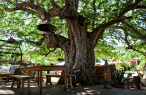 Tamarin Restaurant Tamarin Tree and Gardens 