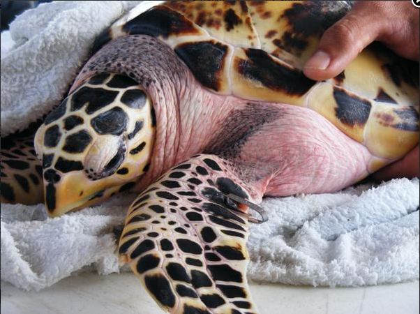 Baby Hawksbill Sea Turtle Tagged