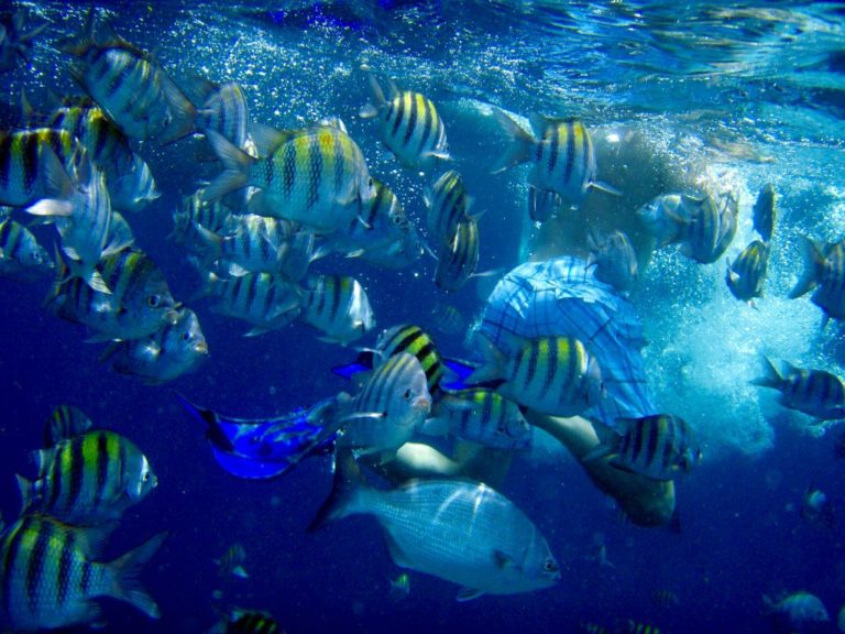 Caribbean Top Snorkel Spots 2017: Dive In!