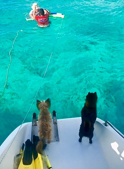 Taking the Dog on a Charter Boat Holiday - Sail Connections