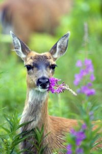 Alaska, Sitka, deer eating fireweed