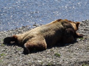 Alaska, coastal-brown-bear