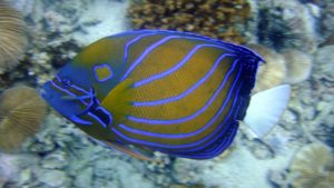 Thailand, Andaman Sea, dive, angelfish