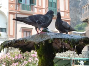 Italy's Amalfi Coast, Amalfi fountain, pigeons