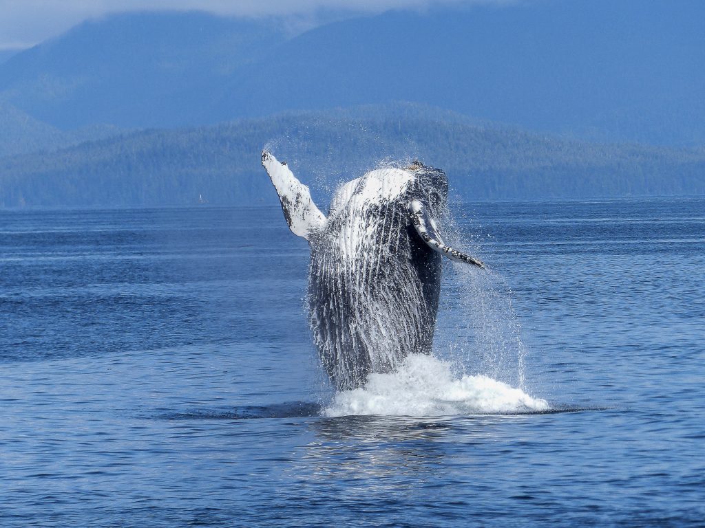 Pacific Northwest luxury yacht charter, humpback whale