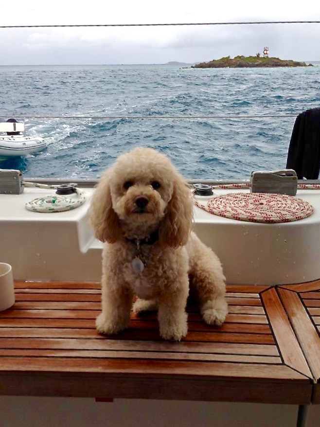 Dogs on Yacht Charter