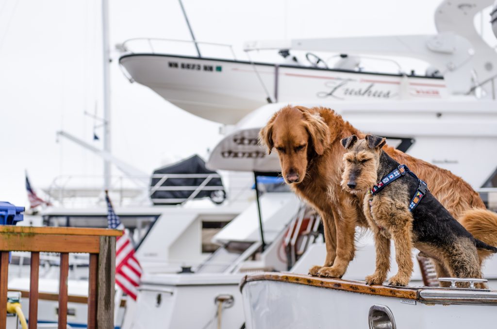 Taking the Dog on a Charter Boat Holiday - Sail Connections