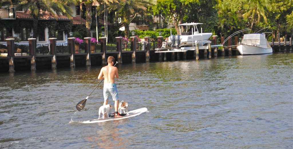 Dogs on Yacht Charter