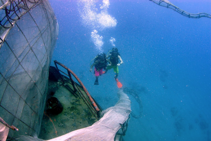 Amazing BVI Dive Site, BVI Art Reef