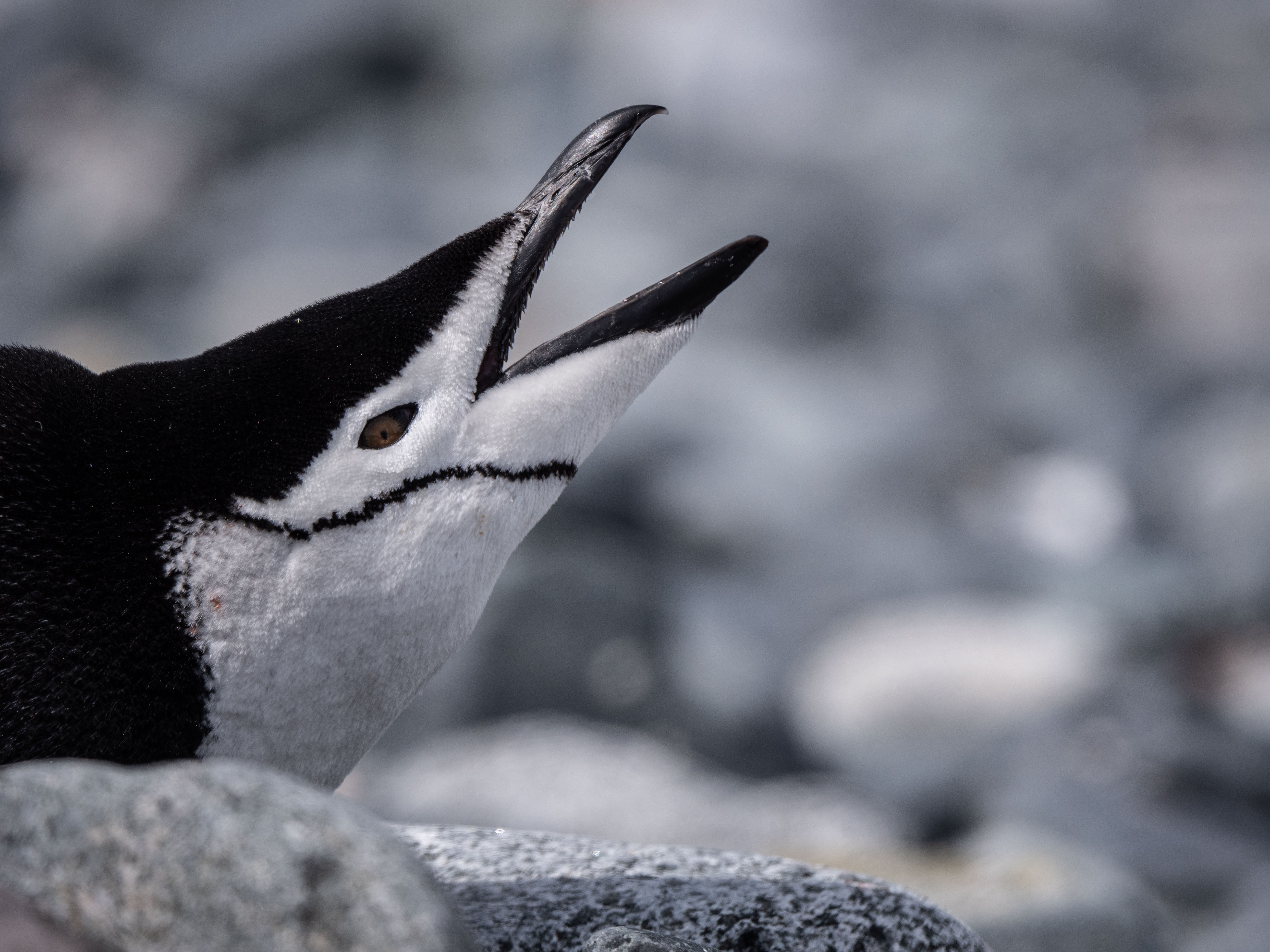 Antarctica sea birds and wildlife