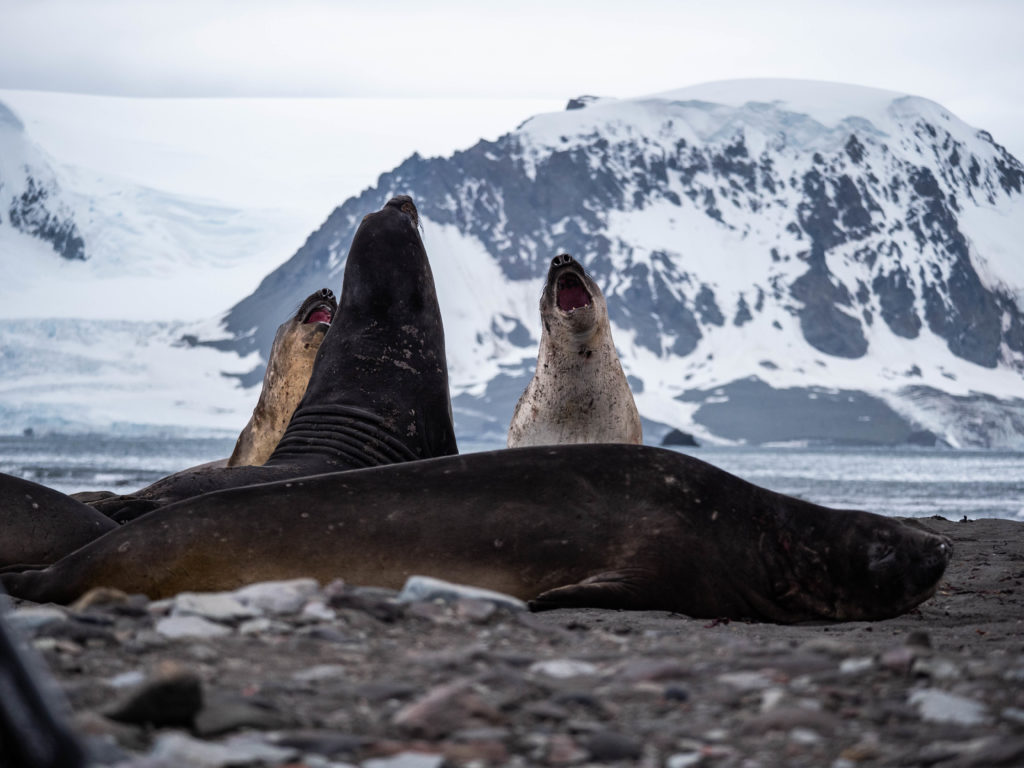Antarctica group of Lion seals