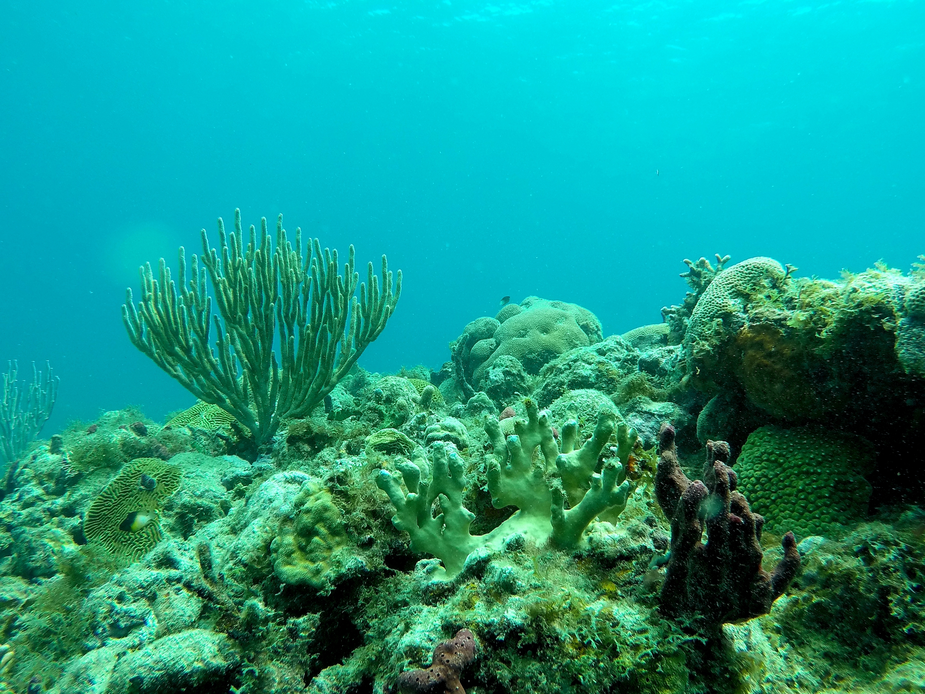 Undersea, Diving off Union Island