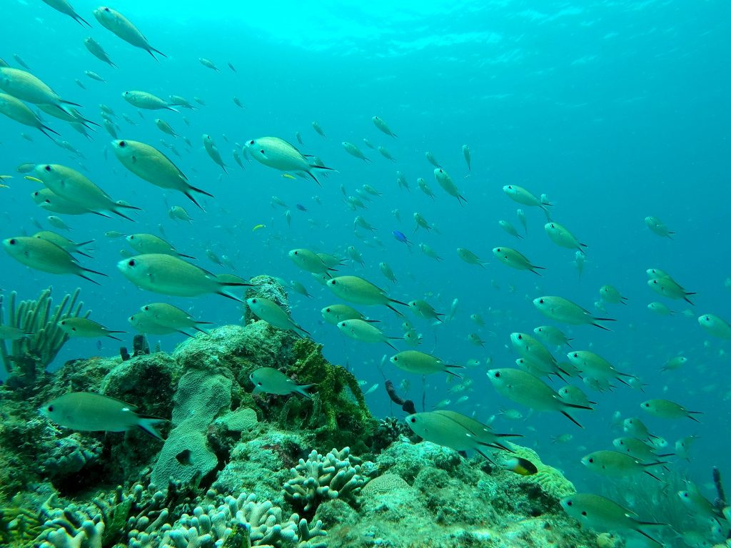 Undersea, Dive Union Island