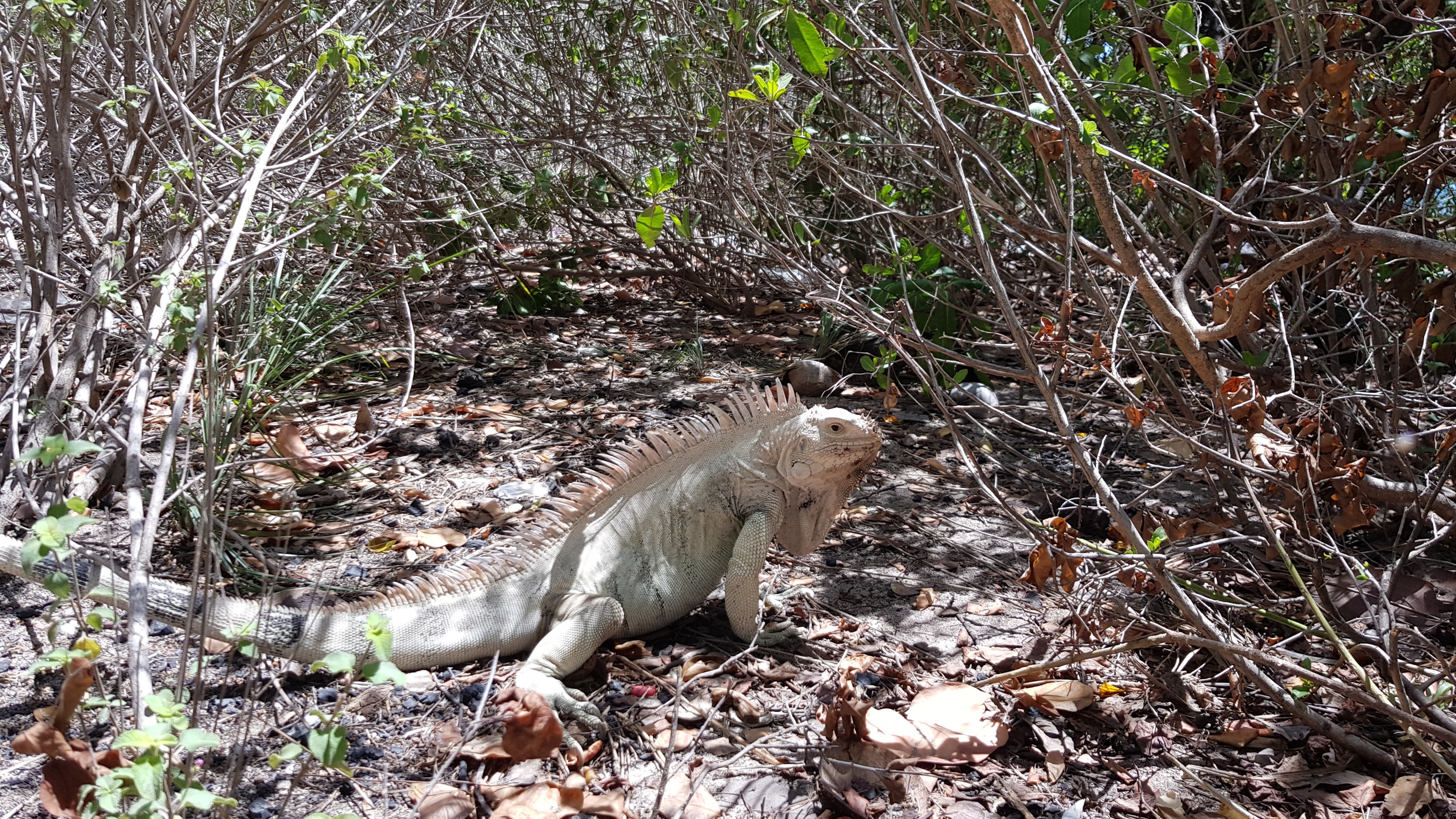 Iguana, Tobago Cays