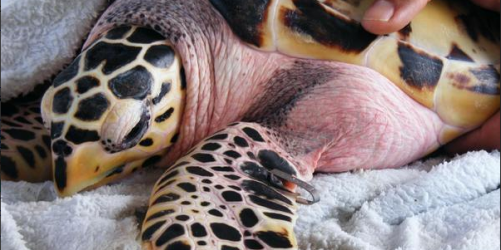 Baby Hawksbill Sea Turtle Tagged