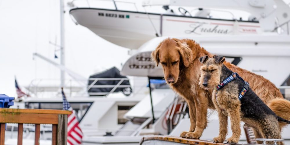 Dogs on Yacht Charter